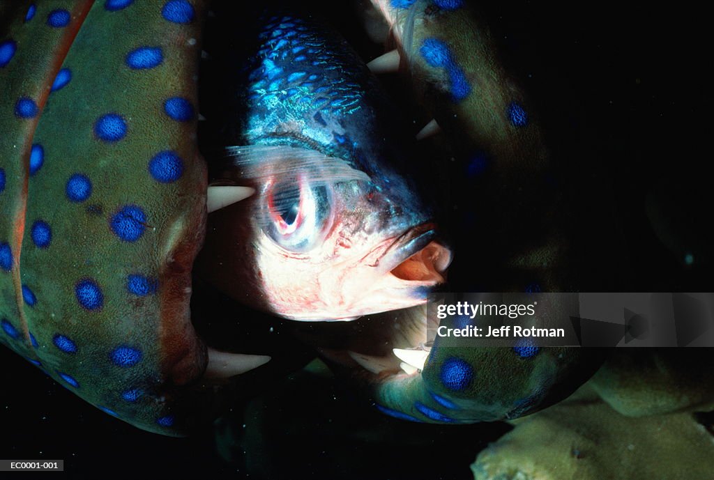 Peacock grouper (Cephalopholis argus) eating fish, Red Sea