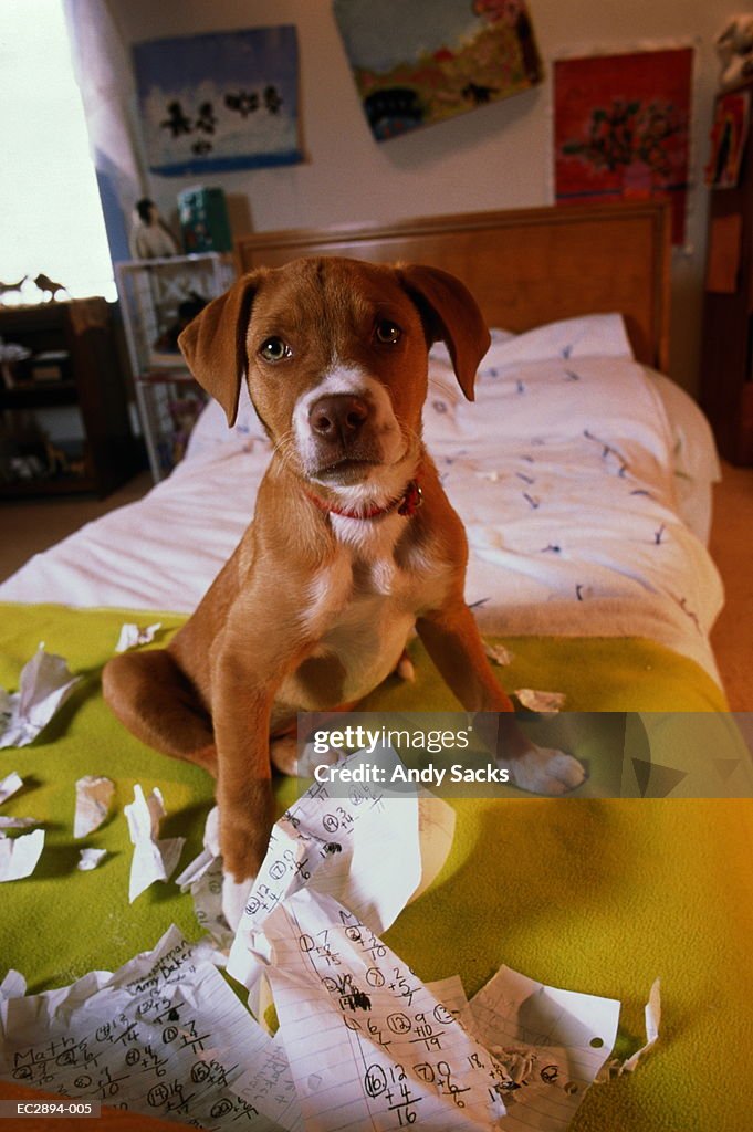 Dog sitting on bed with chewed homework, close-up