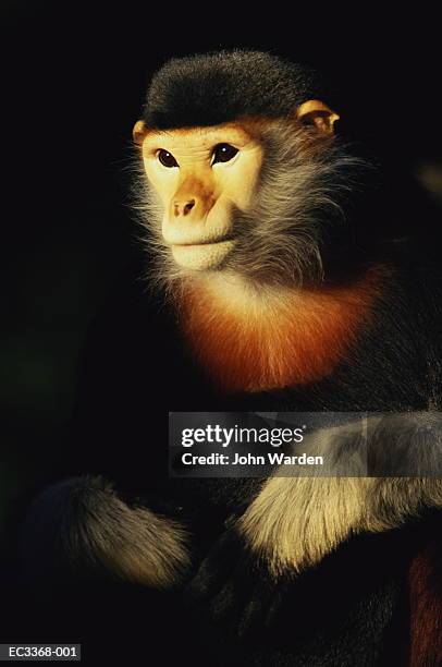 red shanked douc monkey (pygathrix nemaeus) - leaf monkey stock pictures, royalty-free photos & images