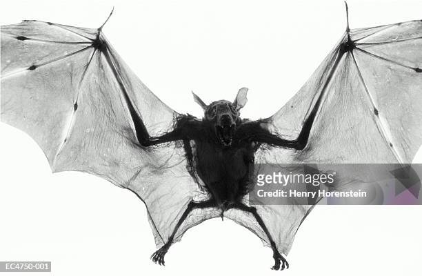 dog-faced fruit bat (cynopterus brachyotic) (b&w) - bat animal stockfoto's en -beelden