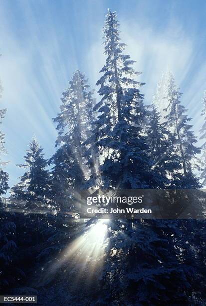 Light Breaking Through Trees Photos and Premium High Res Pictures ...