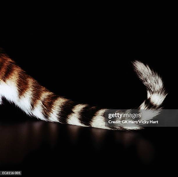 bengal tiger (panthera tigris tigris) cub's tail, close-up - a bengal tiger stockfoto's en -beelden