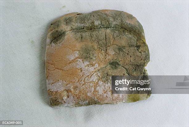 slice of bread with mould - moldy bread stock pictures, royalty-free photos & images
