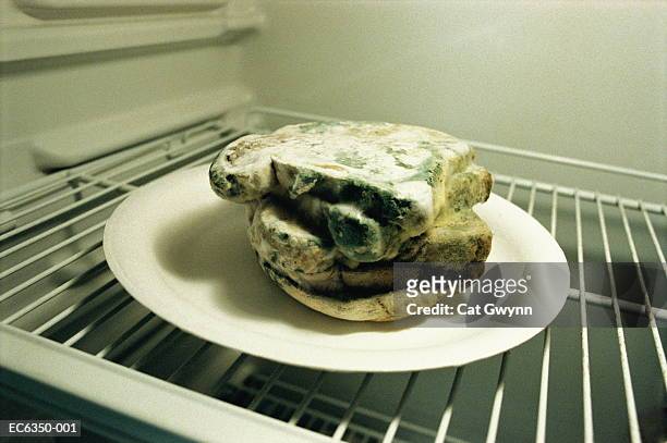 slices of bread with mould in refrigerator - aspergillus stockfoto's en -beelden