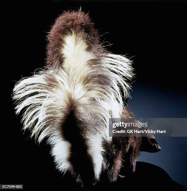 skunk (mephitis mephitis), rear view - carcass is stock pictures, royalty-free photos & images