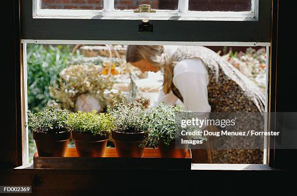 herbs in window - flower boxes stock pictures, royalty-free photos & images