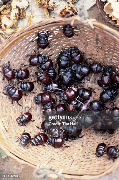 laotian market beetles - escarabajo-de-cuerno-largo fotografías e imágenes de stock