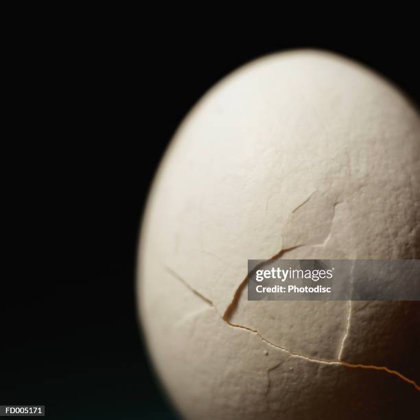 cracked eggshell - eggshells of olive ridley turtles found versova beach confirmed as nesting site stockfoto's en -beelden