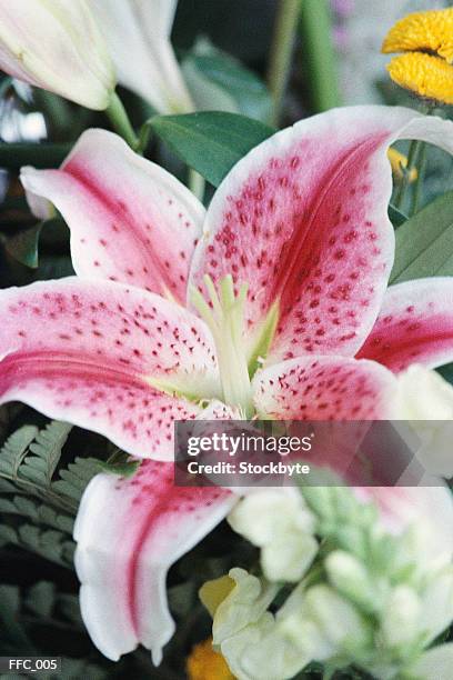 close-up of lily - stargazer lily stock-fotos und bilder