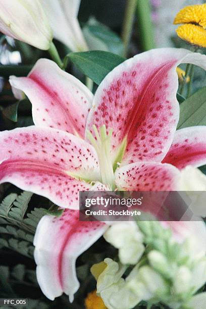 close-up of lily - plant color stock pictures, royalty-free photos & images