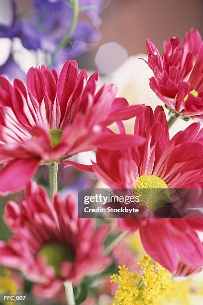 close-up of red asters - plant color stock pictures, royalty-free photos & images