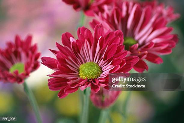 close-up of red asters - plant color stock pictures, royalty-free photos & images