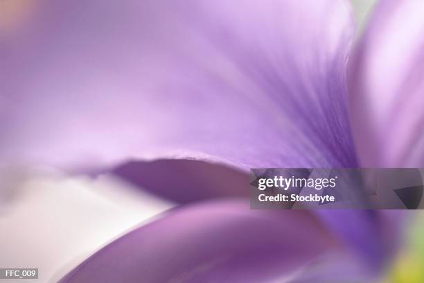 close-up of purple petals - iris family stock pictures, royalty-free photos & images