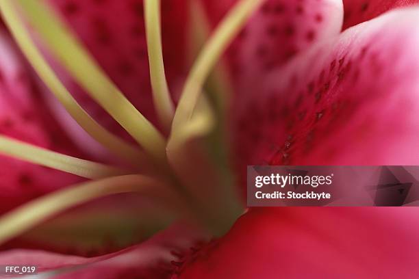 close-up of center of lily - stargazer lily stock-fotos und bilder