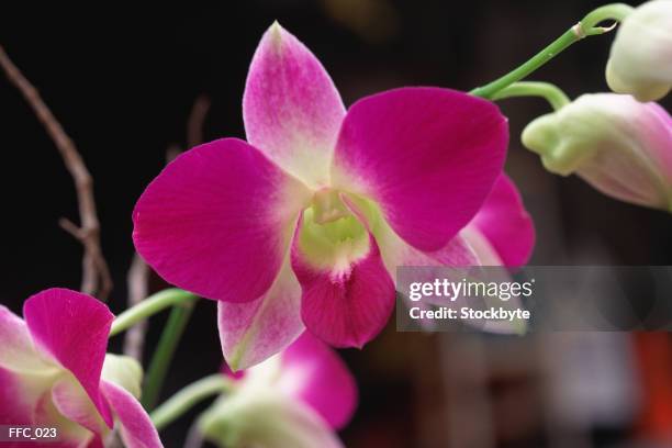 close-up of orchid - kelkblaadje stockfoto's en -beelden