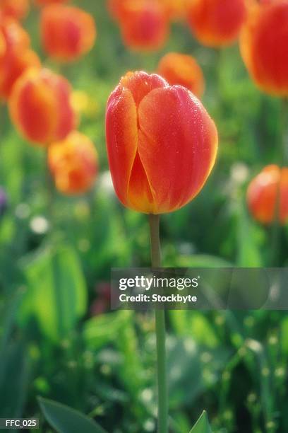 close-up of tulips - couleur des végétaux photos et images de collection