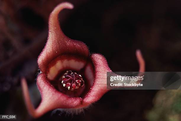 exotic plant with claw-like sepals - kelkblaadje stockfoto's en -beelden