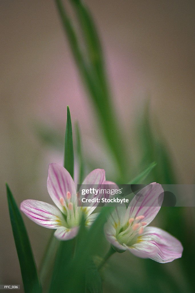 Close-up of small pink and white flowers