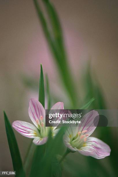 close-up of small pink and white flowers - iris family stock pictures, royalty-free photos & images