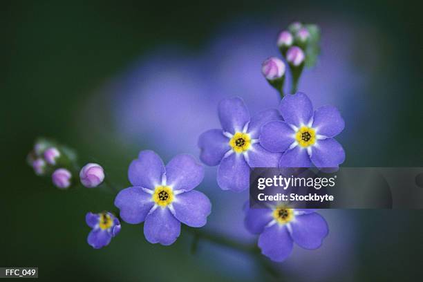 close-up of forget-me-nots - me 個照片及圖片檔