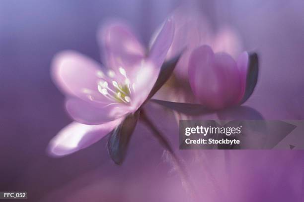 close-up of violets - kelkblaadje stockfoto's en -beelden