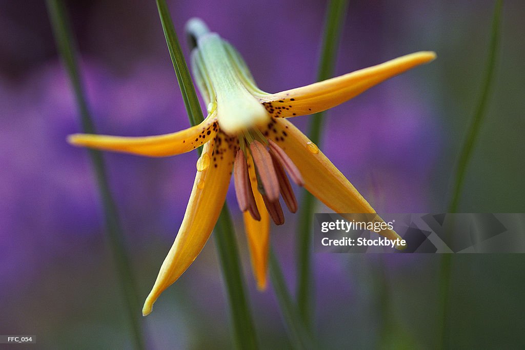 Close-up of lily