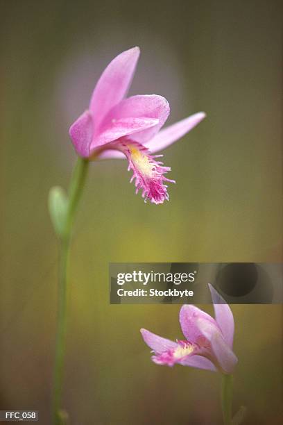 close-up of pink orchids - sepal stock pictures, royalty-free photos & images