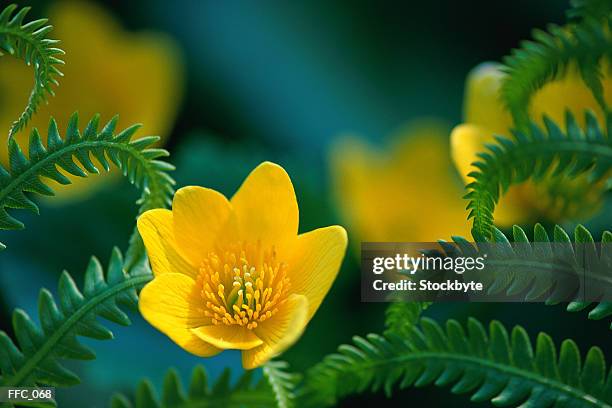 close-up of vivid yellow primrose - estigma imagens e fotografias de stock