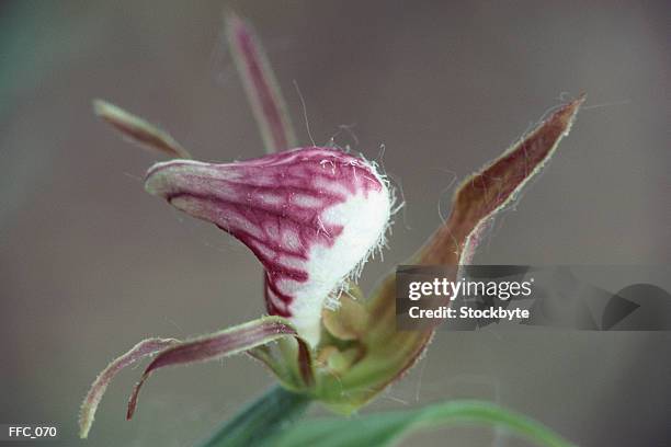 close-up of ramshead orchid - kelkblaadje stockfoto's en -beelden