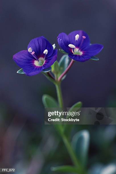 close-up of violets - flower stigma stock pictures, royalty-free photos & images