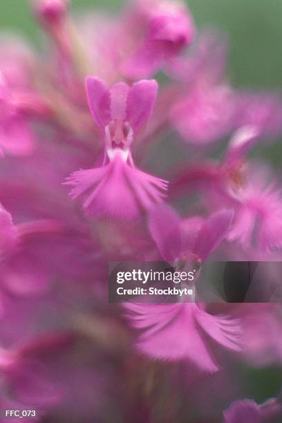 close-up of pink orchids - sepal stock pictures, royalty-free photos & images
