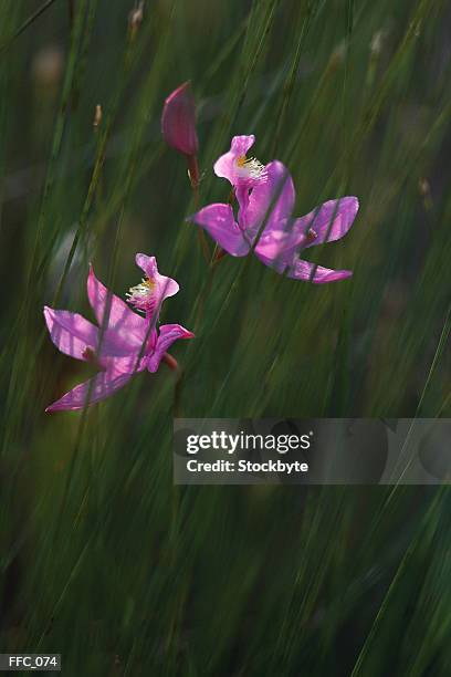 close-up of pink calapogoa orchids - calapogoa stock pictures, royalty-free photos & images