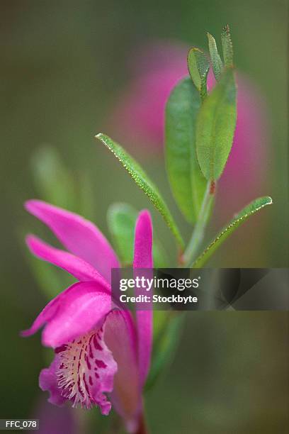 close-up of vivid pink orchid - sepal stock pictures, royalty-free photos & images