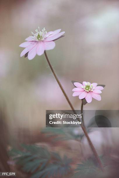 close-up of pink anemones - kelkblaadje stockfoto's en -beelden