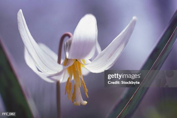 close-up of open white lily - sepal stock pictures, royalty-free photos & images