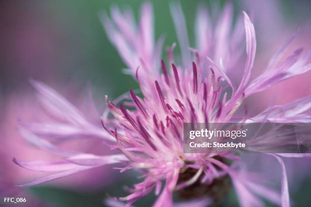 close-up of ray chrysanthemum - estigma imagens e fotografias de stock