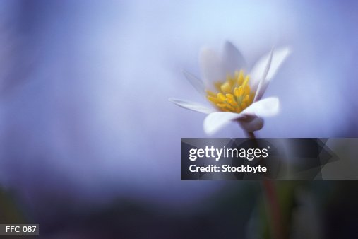 Single white lily Single white lily