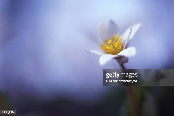 single white lily - estigma imagens e fotografias de stock