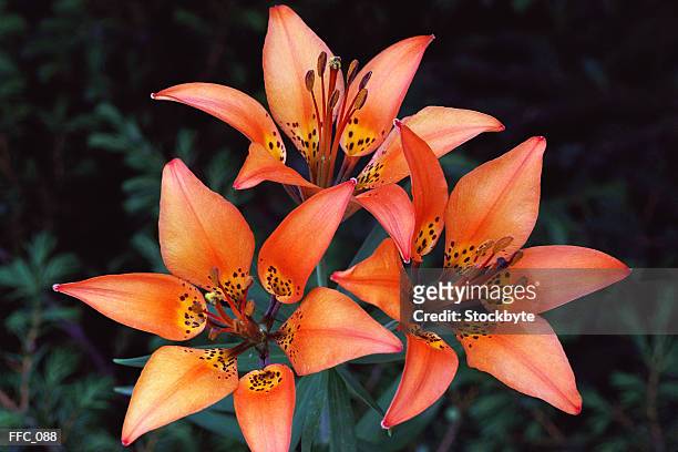 cluster of wood lilies - kelkblaadje stockfoto's en -beelden