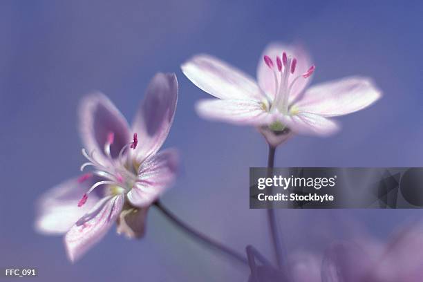 pair of pink anemones - sepal stock pictures, royalty-free photos & images