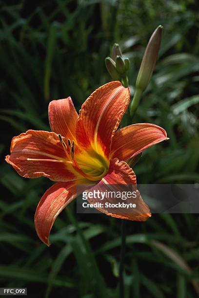 single wood lily - couleur des végétaux photos et images de collection