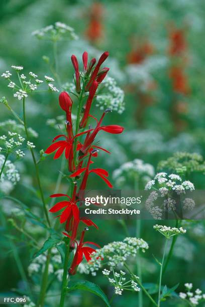 close-up of variety of wildflowers - variety stockfoto's en -beelden