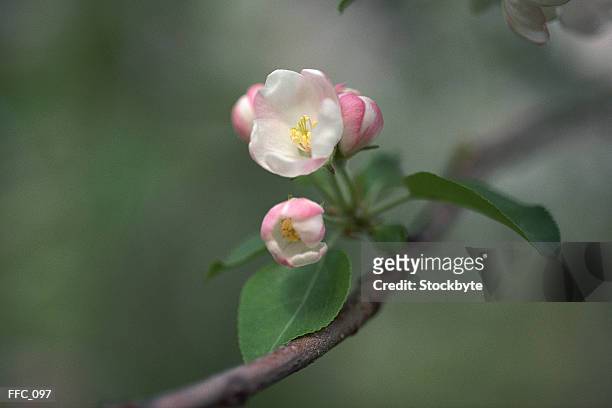apple blossoms and branch - estigma imagens e fotografias de stock