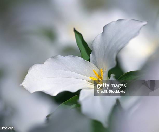 close-up of white trilllium - sepal stock pictures, royalty-free photos & images