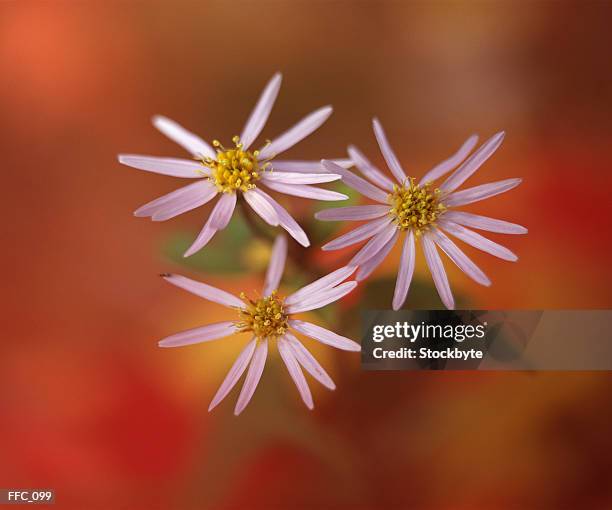 close-up of three ray daisies - estigma imagens e fotografias de stock