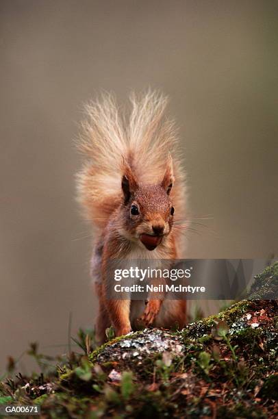 scotland, strathspey, red squirrel (sciurus vulgaris) - tree squirrel stockfoto's en -beelden