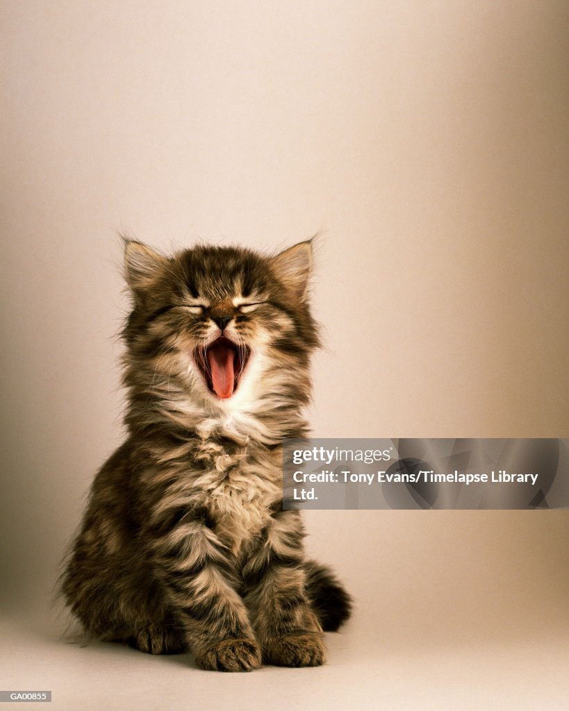 Kitten yawning