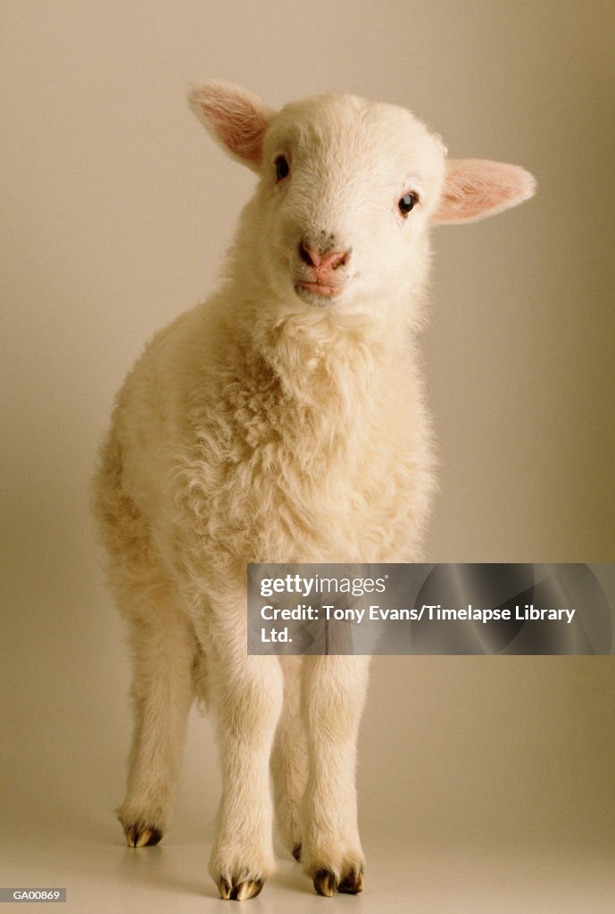 Lamb