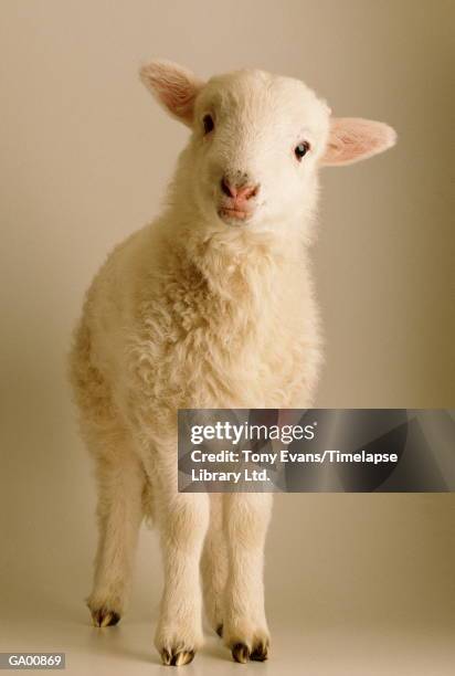 Lamb