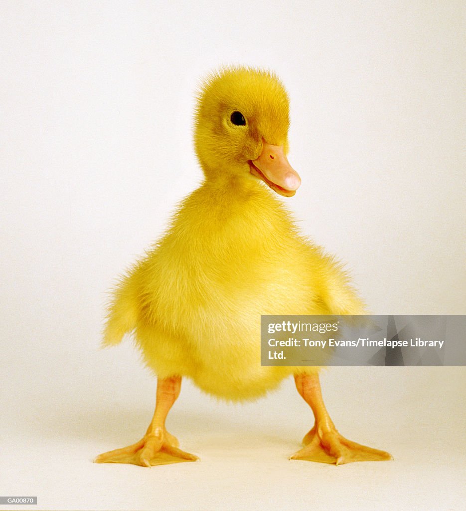 Duckling